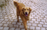 Hund Tierärzte Essen Patient Hund Tierärzte in Essen