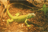 Leguan Tierärzte Essen Leguan Hund Tierärzte in Essen